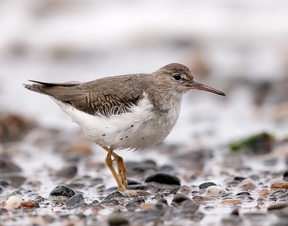 Spotted Sandpiper Actitis macularia. Croy Beach Ayrshire March 2