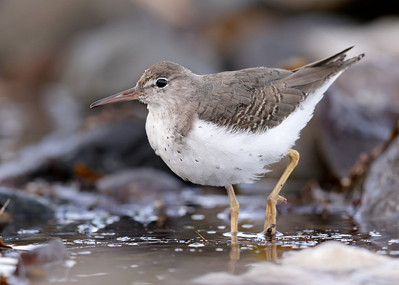 Spotted Sandpiper Actitis macularia. Croy Beach Ayrshire March 2