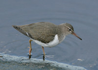Spotted Sandpiper Actitis macularia
