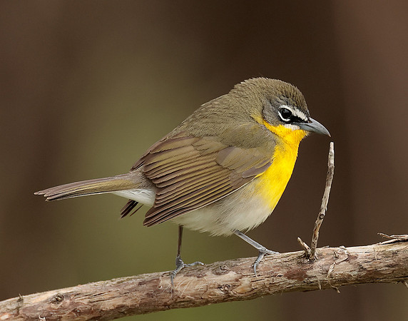 Yellow-breasted Chat Icteria virens