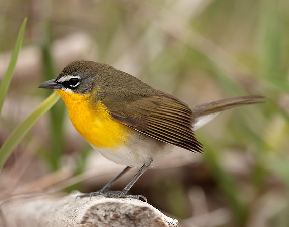 Yellow-breasted Chat Icteria virens