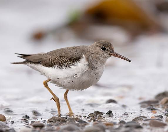 Spotted Sandpiper Actitis macularia. Croy Beach Ayrshire March 2