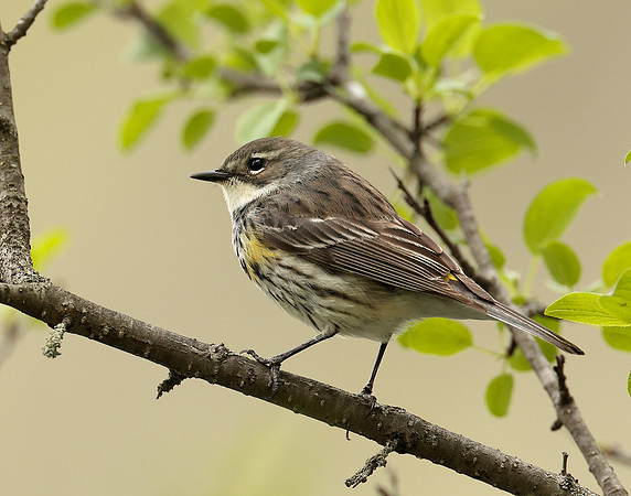 Yellow-rumped Warbler Setophaga coronata