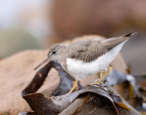 Spotted Sandpiper Actitis macularia. Croy Beach Ayrshire March 2