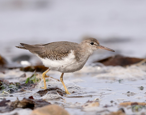 Spotted Sandpiper Actitis macularia. Croy Beach Ayrshire March 2