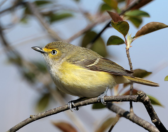 White-eyed Vireo Vireo griseus