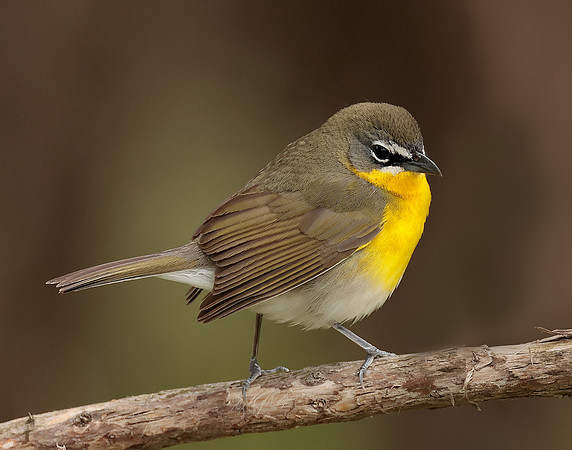 Yellow-breasted Chat Icteria virens