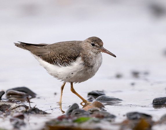Spotted Sandpiper Actitis macularia. Croy Beach Ayrshire March 2