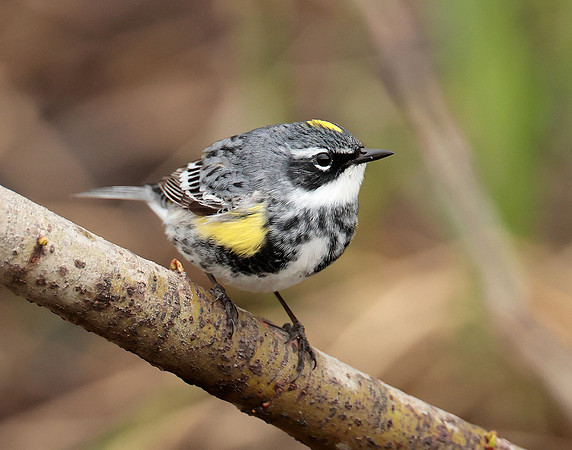 Yellow-rumped Warbler Setophaga coronata