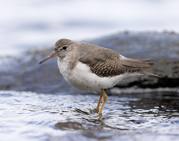 Spotted Sandpiper Actitis macularia. Croy Beach Ayrshire March 2