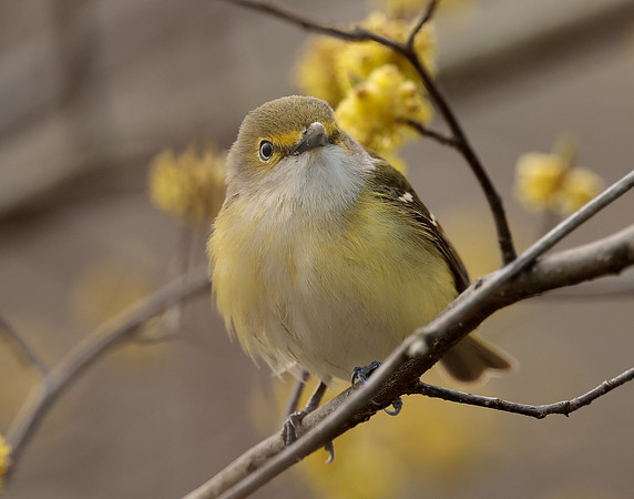 White-eyed Vireo Vireo griseus