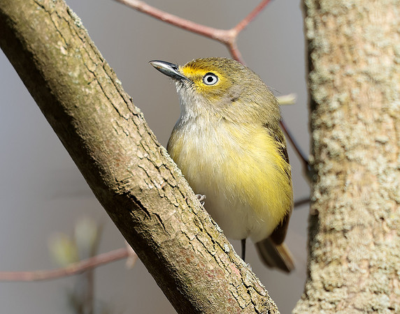 White-eyed Vireo Vireo griseus