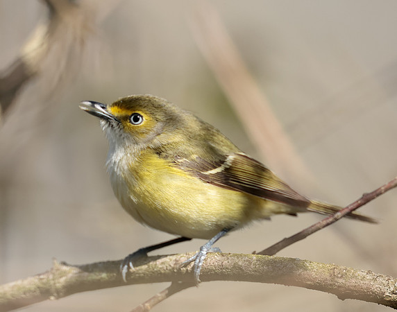 White-eyed Vireo Vireo griseus