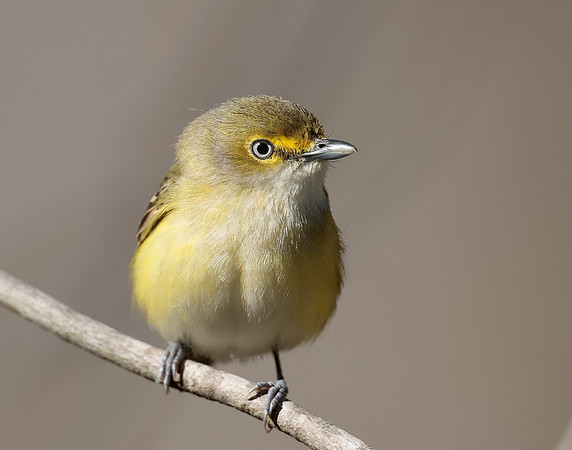 White-eyed Vireo Vireo griseus