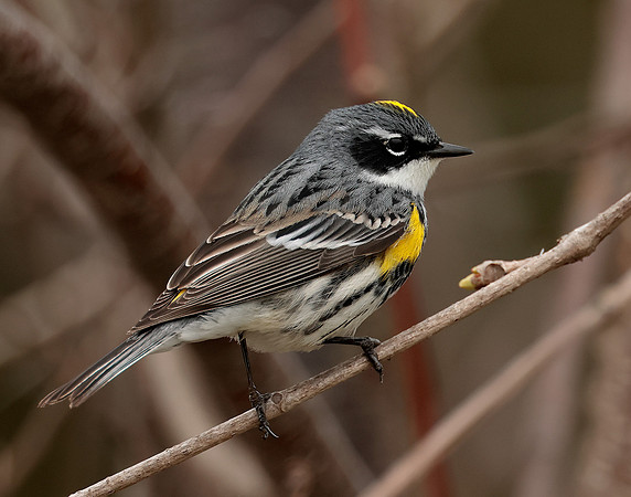 Yellow-rumped Warbler Setophaga coronata