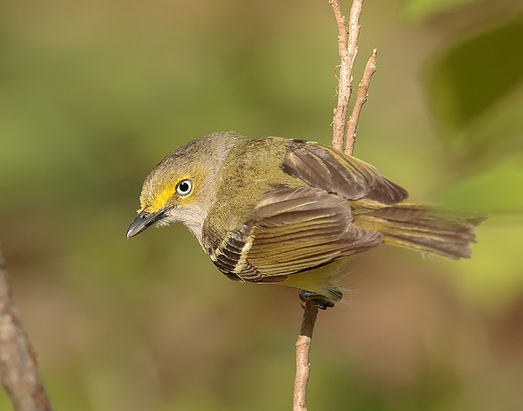 White-eyed Vireo Vireo griseus