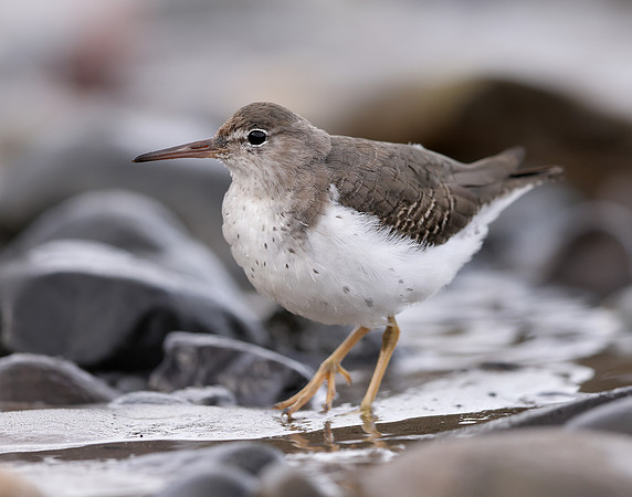 Spotted Sandpiper Actitis macularia. Croy Beach Ayrshire March 2