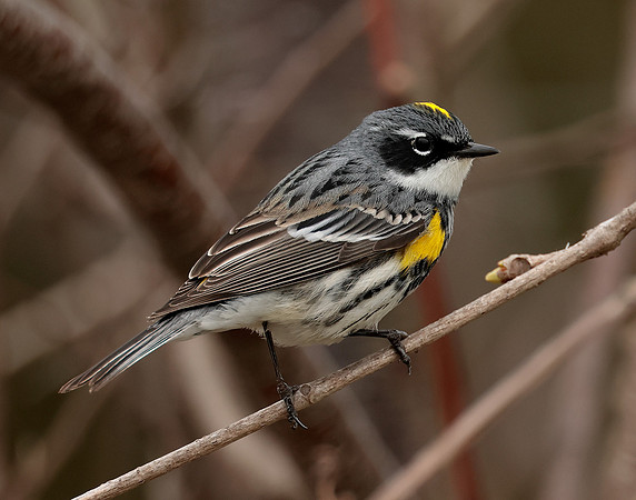 Yellow-rumped Warbler Setophaga coronata