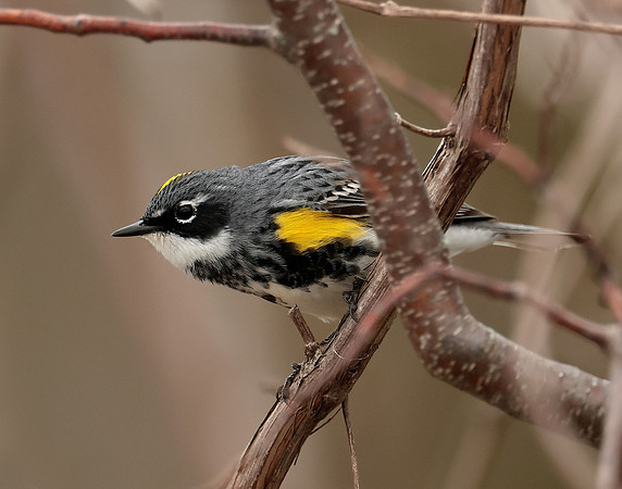 Yellow-rumped Warbler Setophaga coronata