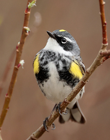 Yellow-rumped Warbler Setophaga coronata