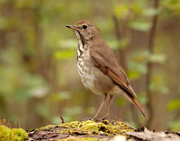 Hermit Thrush Catharus guttatus