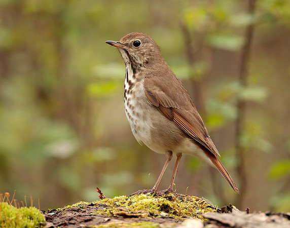 Hermit Thrush Catharus guttatus