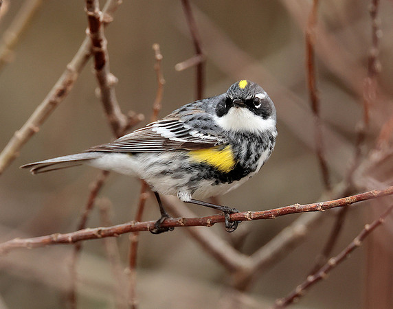 Yellow-rumped Warbler Setophaga coronata