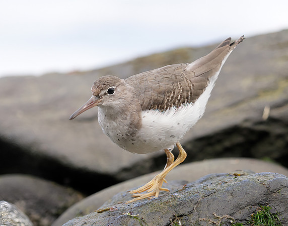 Spotted Sandpiper Actitis macularia. Croy Beach Ayrshire March 2