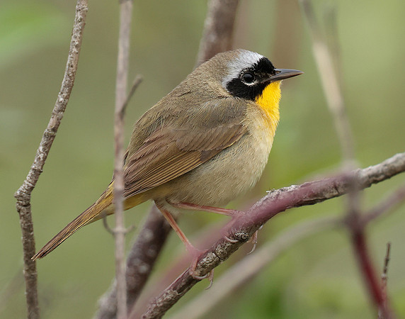 Common Yellowthroat Geothlypis trichas