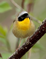 Common Yellowthroat Geothlypis trichas