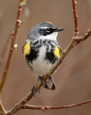 Yellow-rumped Warbler Setophaga coronata