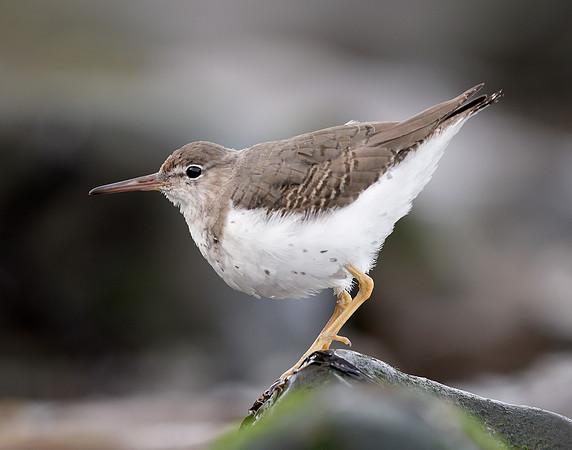 Spotted Sandpiper Actitis macularia. Croy Beach Ayrshire March 2