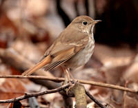 Hermit Thrush Catharus guttatus