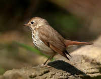 Hermit Thrush Catharus guttatus