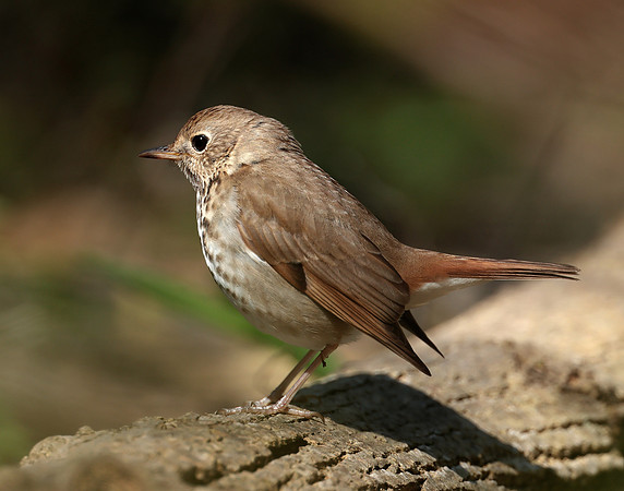 Hermit Thrush Catharus guttatus