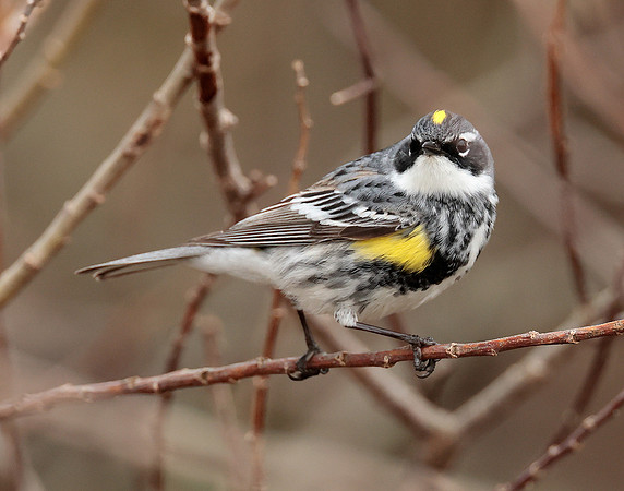 Yellow-rumped Warbler Setophaga coronata