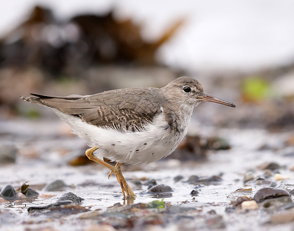 Spotted Sandpiper Actitis macularia. Croy Beach Ayrshire March 2