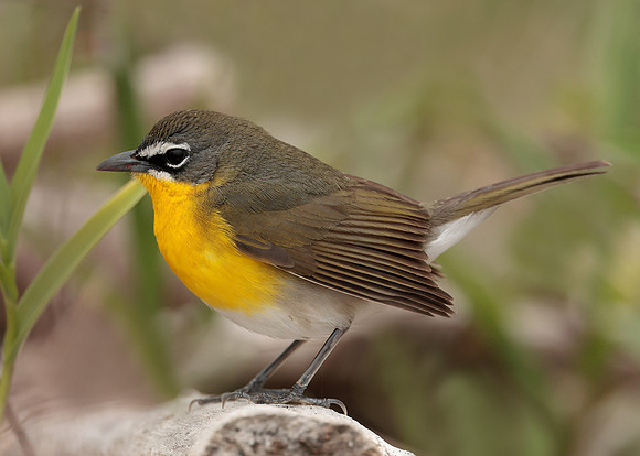 Yellow-breasted Chat Icteria virens