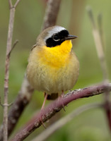Common Yellowthroat Geothlypis trichas