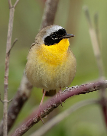 Common Yellowthroat Geothlypis trichas