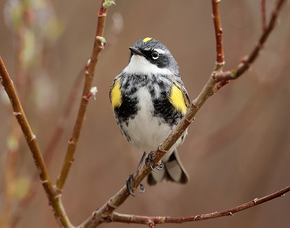 Yellow-rumped Warbler Setophaga coronata