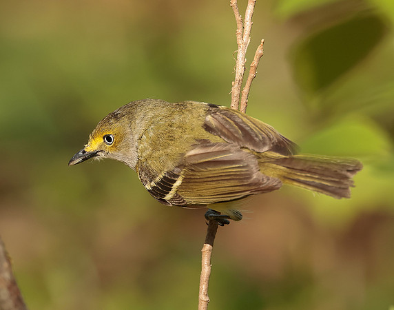 White-eyed Vireo Vireo griseus
