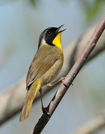 Common Yellowthroat Geothlypis trichas