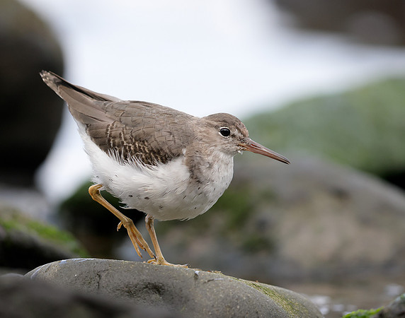 Spotted Sandpiper Actitis macularia. Croy Beach Ayrshire March 2