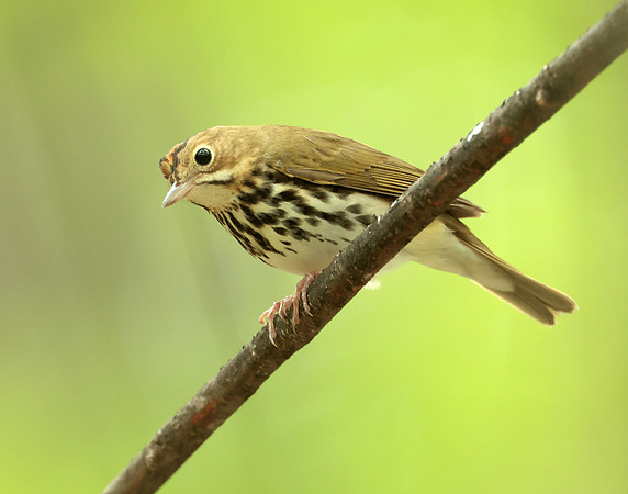 Ovenbird Seiurus aurocapilla
