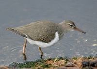Spotted Sandpiper Actitis macularia