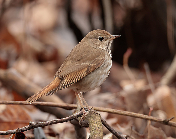 Hermit Thrush Catharus guttatus