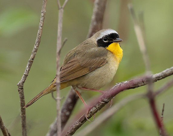 Common Yellowthroat Geothlypis trichas