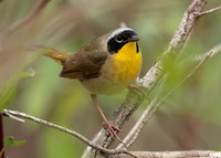 Common Yellowthroat Geothlypis trichas