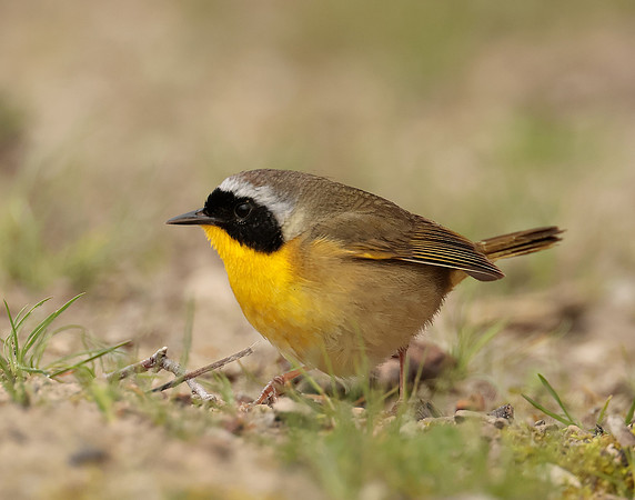 Common Yellowthroat Geothlypis trichas